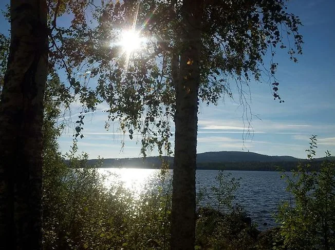 Björkar vid sjö i solnedgång